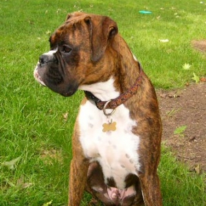 Big Otis = Maste of his domaine
