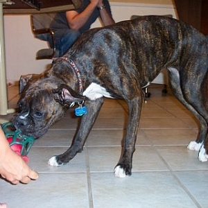 Playing Tug