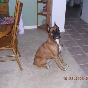 Taz sitting so pretty!!! Our BEAUTIFUL BOY!!!!