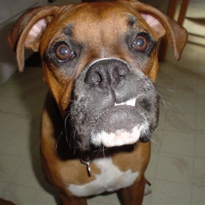 Im a big dog RUFF