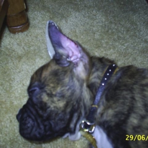 Close-Up Of Jag's Newly Cropped Ears