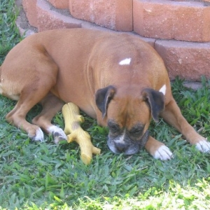 Molly & her stick