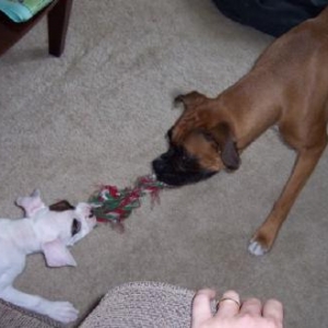 tug