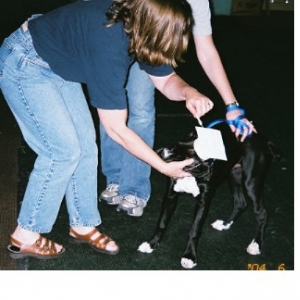 Puppy Kindergarten Grad