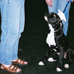 Puppy Kindergarten Grad