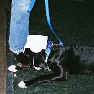 puppy kindergaten grad