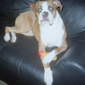 harley3
