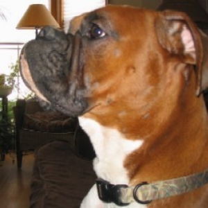 Ali - Boxer Royalty