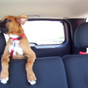 Flying Ears