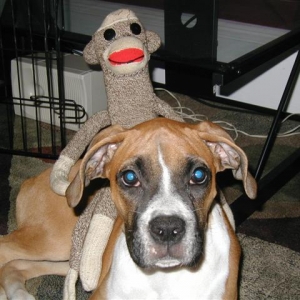 Bobo and Monkey