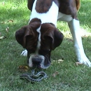 kissing snake
