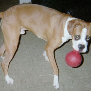 harley6