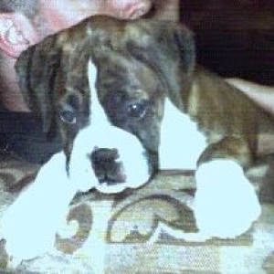 I'm a cute little boxer puppy!!!
