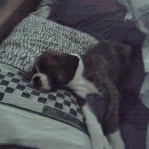 Sleeping on and under pillows- my favorite!