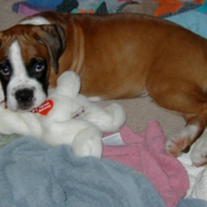 Duke playing