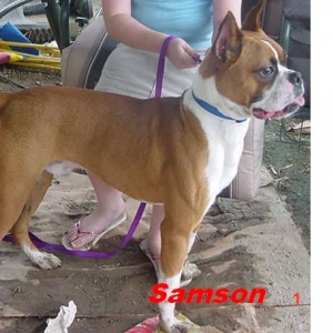 Here is Samson