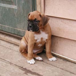 Sonny_at_7_weeks