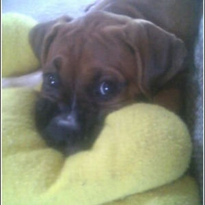 Jaz_13_weeks_11