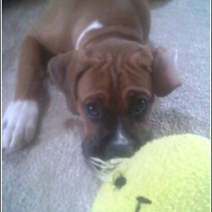 Jaz_13_weeks_2