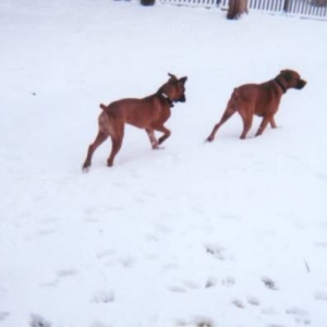 Exploring in the snow