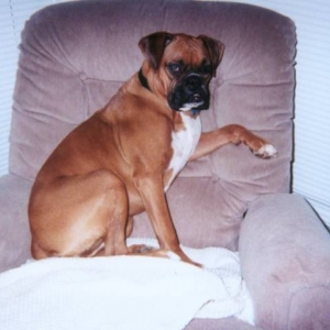 Lexi in her favorite chair