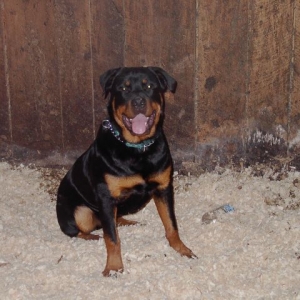 Marley at 7 Months