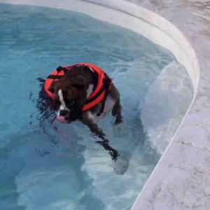 Big waterbowl