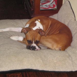 Wylie-New Foster