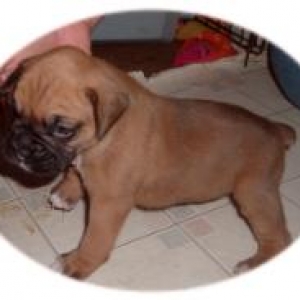 harley at 4 weeks