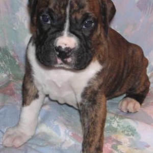 bruno at 4 weeks