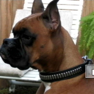 Boo @ 16 months...going thru pics ..thought I would share this...he's 21 mo