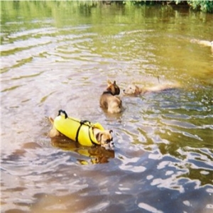 Doggie Heaven
