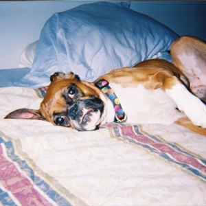 Snaggle tooth