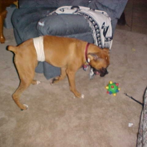 Toni"s Bandage