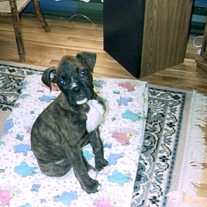 baby abbey