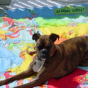 abbey catching some summer sun