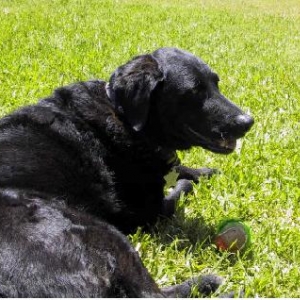 My Black Lab Samatha
