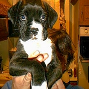 Puppy Girl
