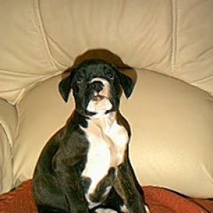 Sette Pup