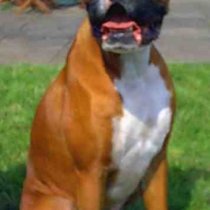 Holly Girl