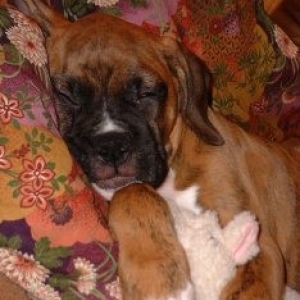 Shiva Sleeping