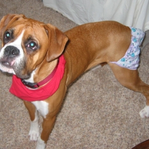 Panties
