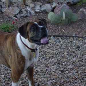 daisy0803