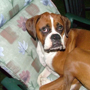 Lukes Cousin Duke