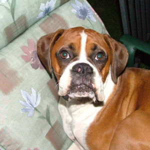 Duke the one that is Lukes cousin