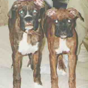 Barry and Roxy as Puppies
