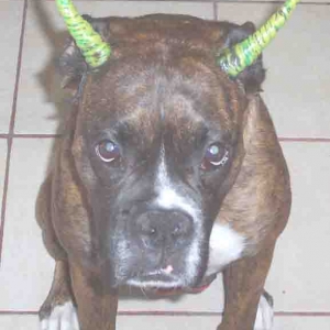 Horns