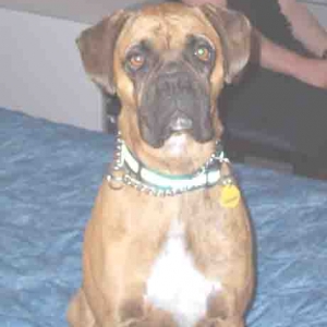 Sable