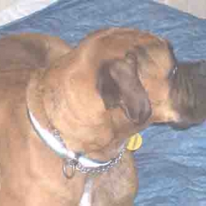 Sable
