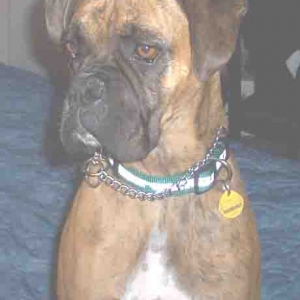 Sable